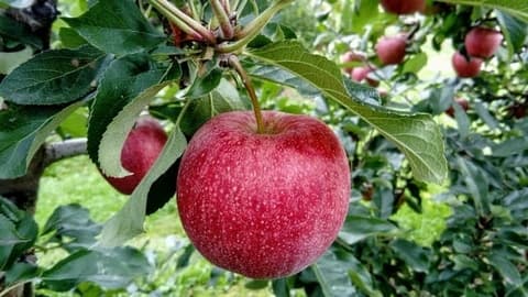 Berufsporträt Gärtner (Obstbau)*