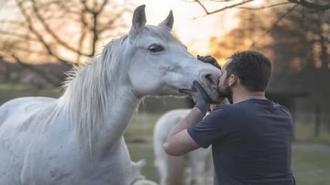 Berufsporträt Pferdewirt (Pferdehaltung und Service)*