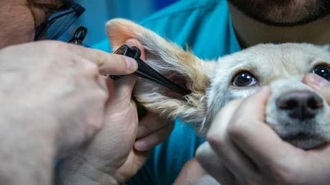 Berufsporträt Tiermedizinischer Fachangestellter*