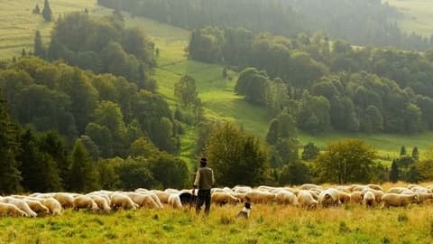 Berufsporträt Tierwirt (Schäferei)*