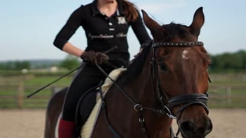 Berufsporträt Pferdewirt (Klassische Reitausbildung)*